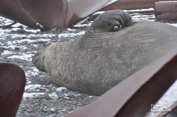 Um elefante-marinho descansa em meio às ruínas de Stromness, na Geórgia do Sul